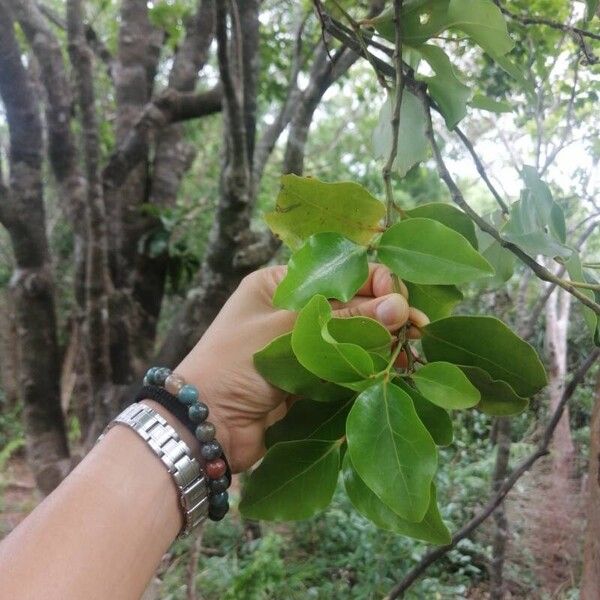 Olax psittacorum Leaf