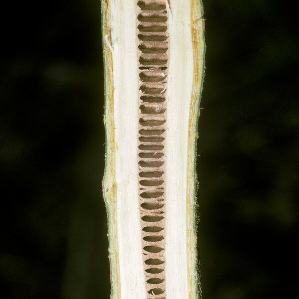 Juglans mandshurica Bark