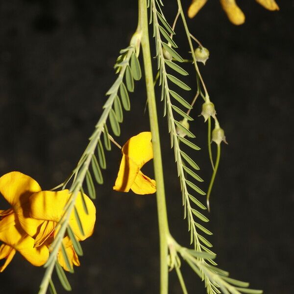 Sesbania herbacea 花