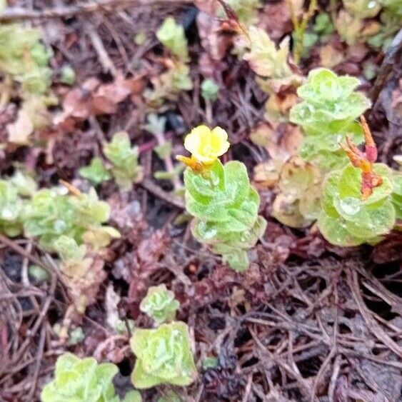 Hypericum elodes Blomst