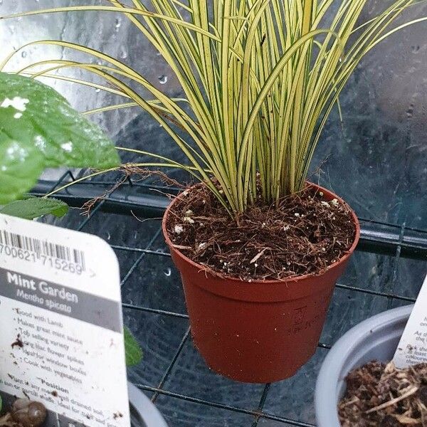 Carex brunnea ഇല