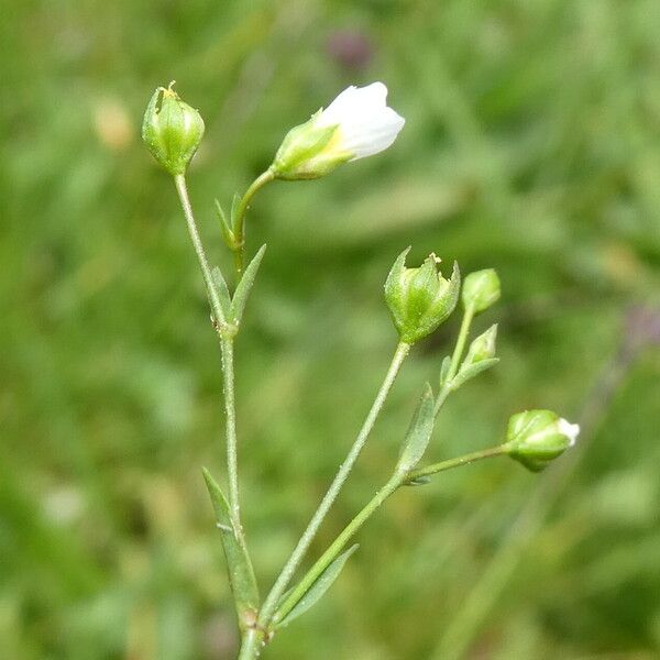 Linum catharticum Corteccia