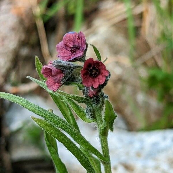 Cynoglossum montanum 花