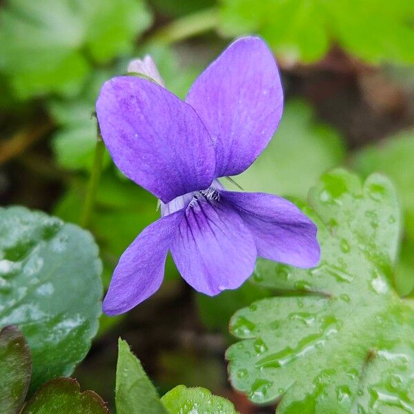 Viola reichenbachiana Flower