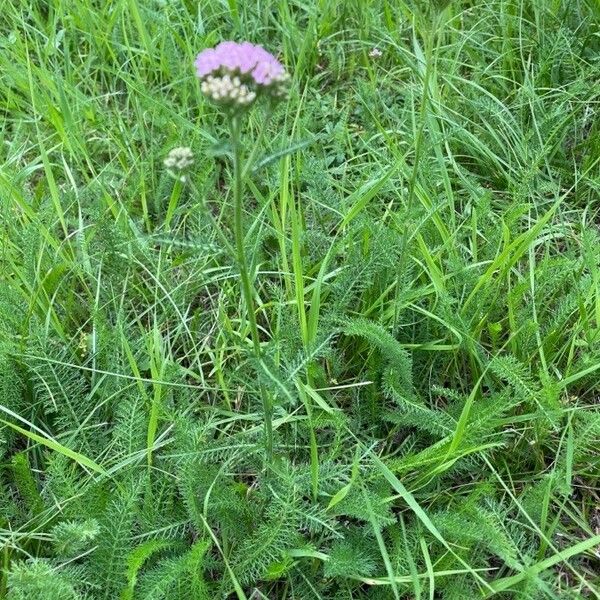 Achillea distans Habitus