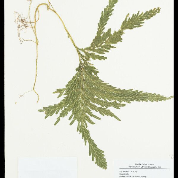 Selaginella parkeri Feuille