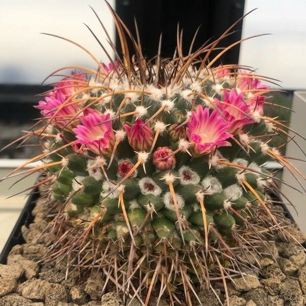 Mammillaria spinosissima पत्ता