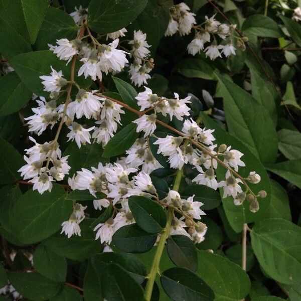 Deutzia scabra Kvet