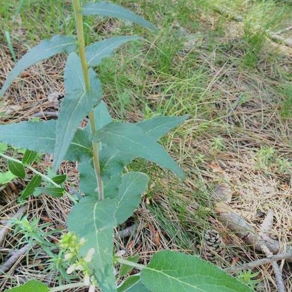 Campanula bononiensis Leaf