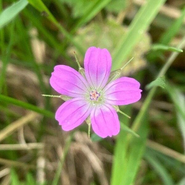 Geranium columbinum Blomst