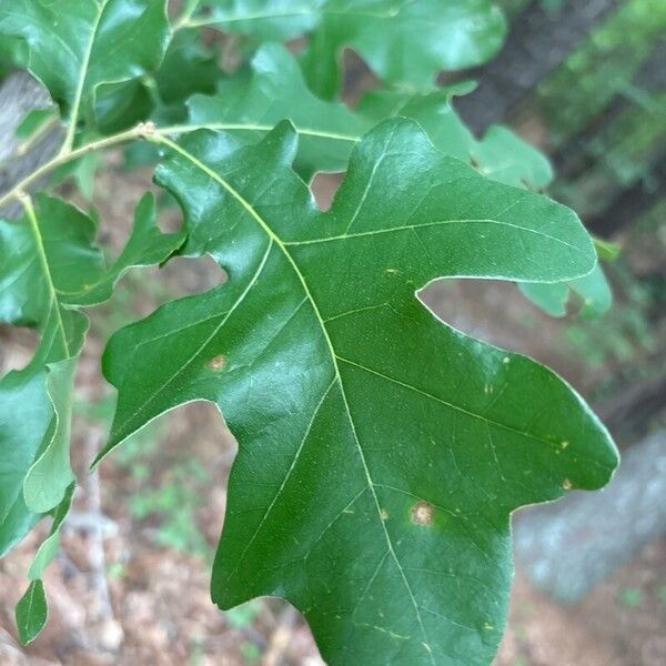 Quercus stellata Blad