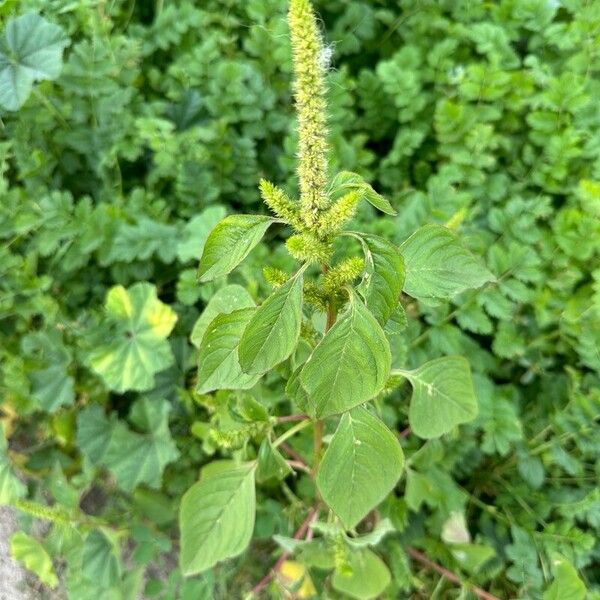 Amaranthus hybridus Alkat (teljes növény)