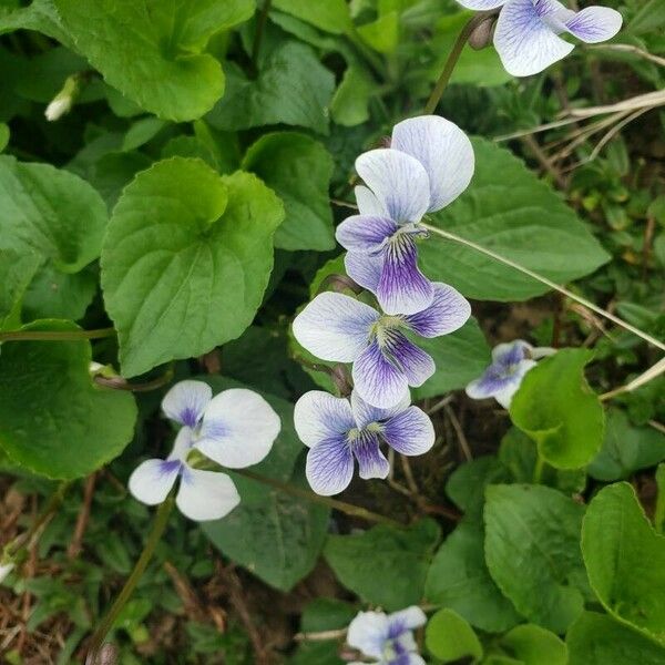 Viola palustris Kwiat