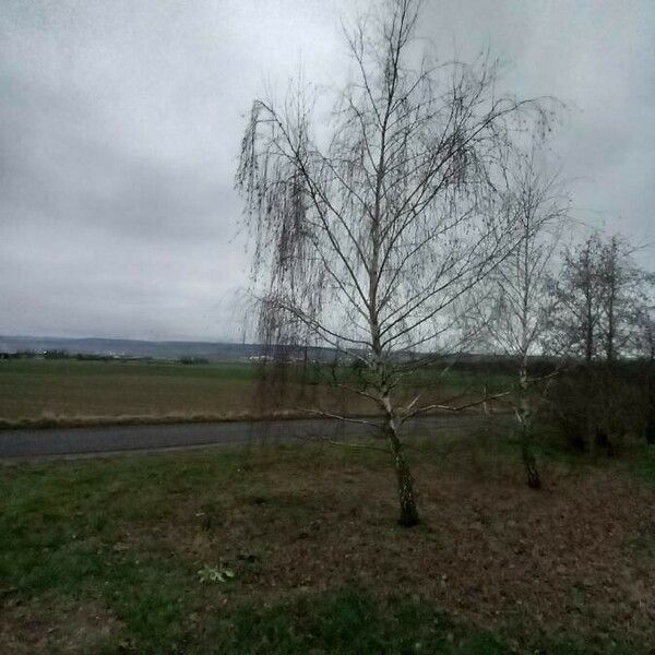 Betula pendula Hábito