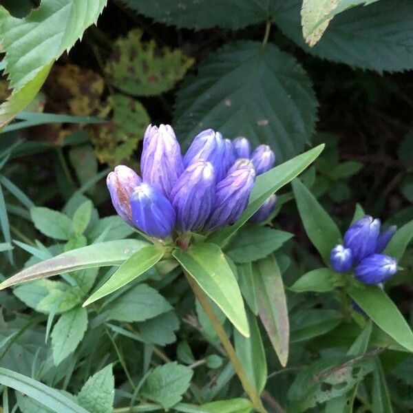 Gentiana andrewsii Fiore