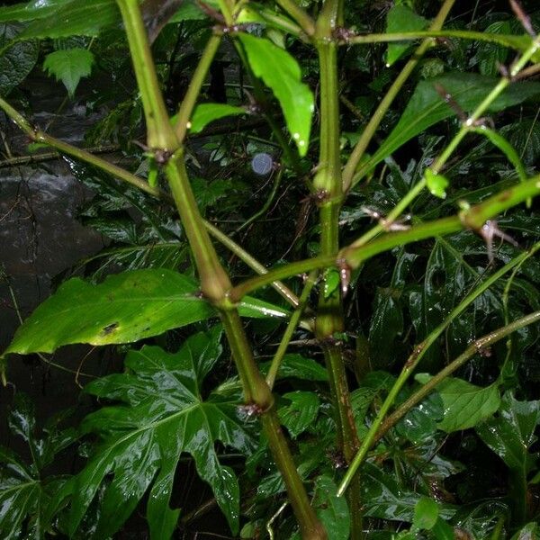 Hygrophila costata Costuma