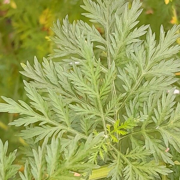 Artemisia annua List