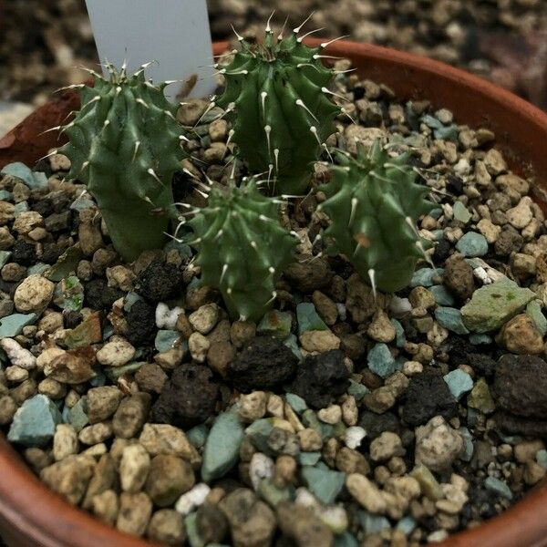 Hoodia gordonii кора