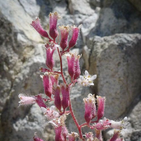 Heuchera caespitosa Habit