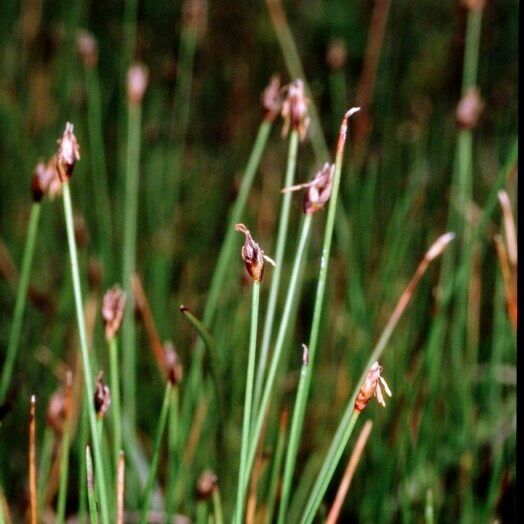 Eleocharis quinqueflora Other