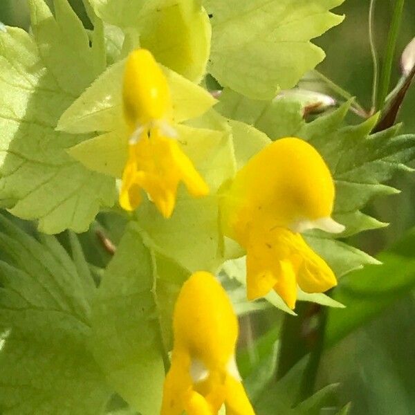 Rhinanthus major Blodyn