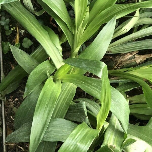 Zygopetalum maculatum List