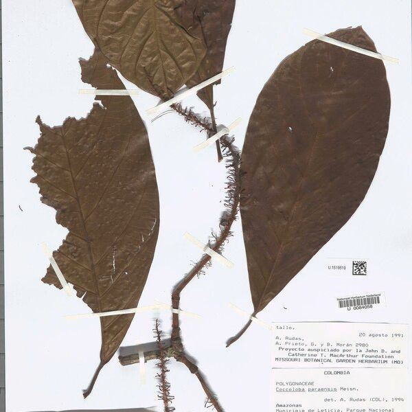 Coccoloba paraensis Lehti