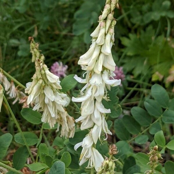 Hedysarum hedysaroides Λουλούδι