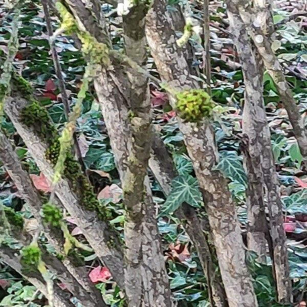 Viburnum dentatum Corteccia