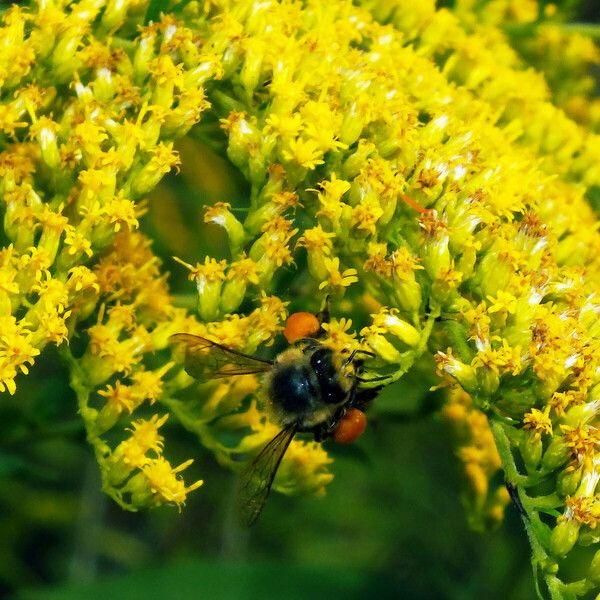 Solidago canadensis Flor