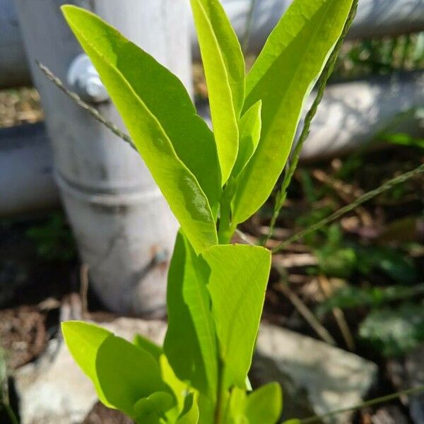 Erythroxylum coca Blad