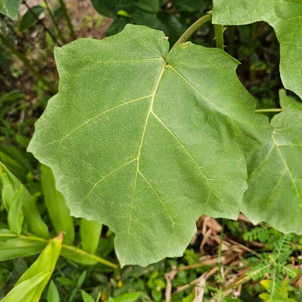 Solanum viarum Листок