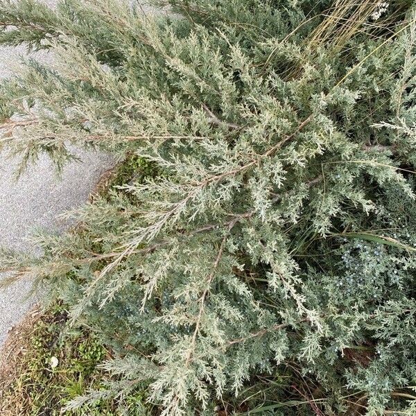 Juniperus scopulorum Folha