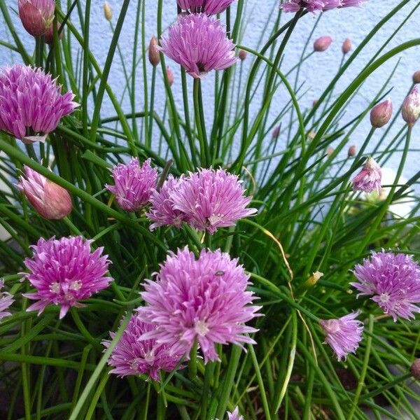 Allium schoenoprasum عادت