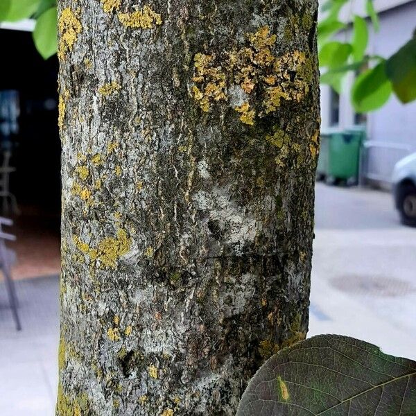 Prunus virginiana Bark