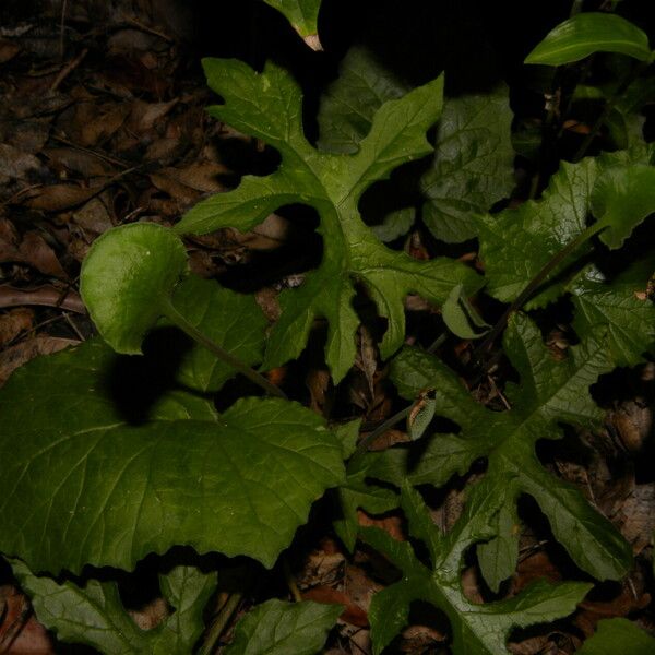 Dorstenia contrajerva Habit