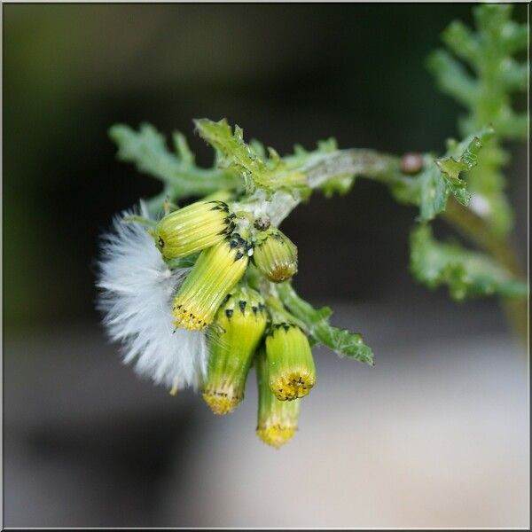 Senecio vulgaris फूल