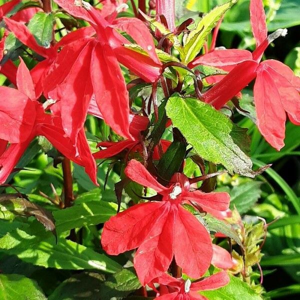 Lobelia cardinalis Floare