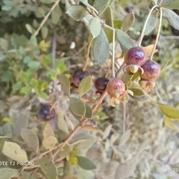 Luma chequen Fruto