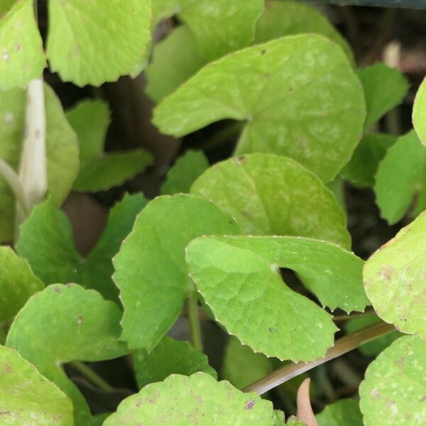 Centella asiatica 葉