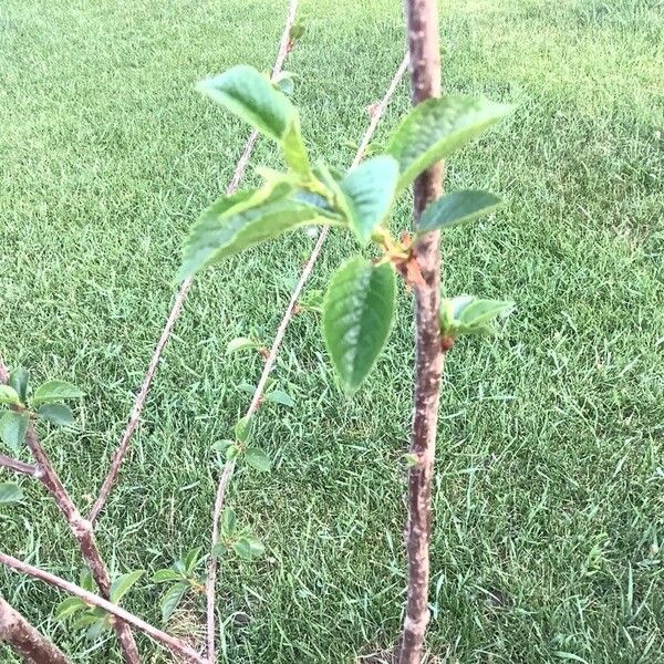 Prunus cerasus पत्ता