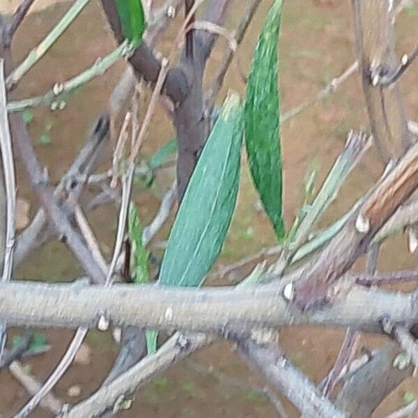 Acacia spirorbis Blad