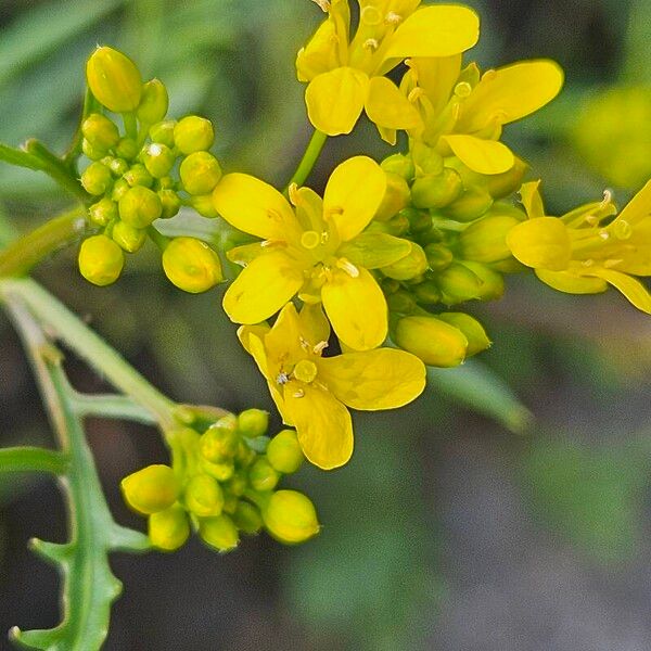 Rorippa sylvestris Flower