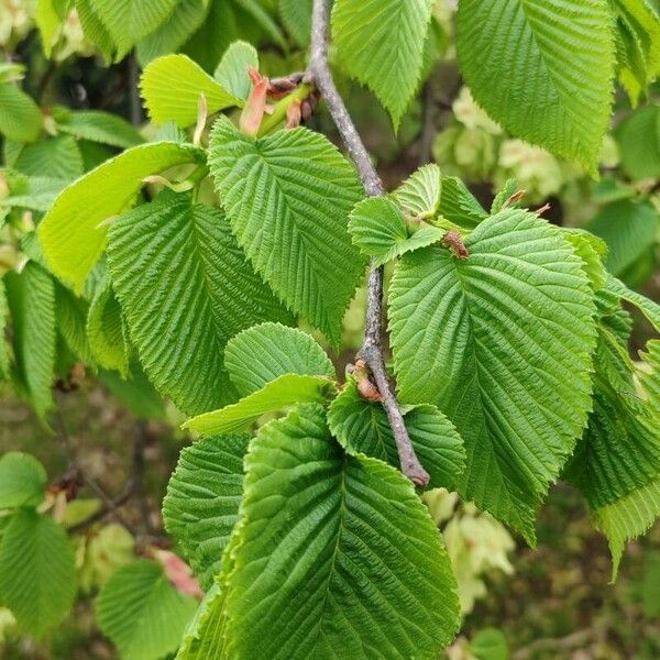 Ulmus glabra برگ