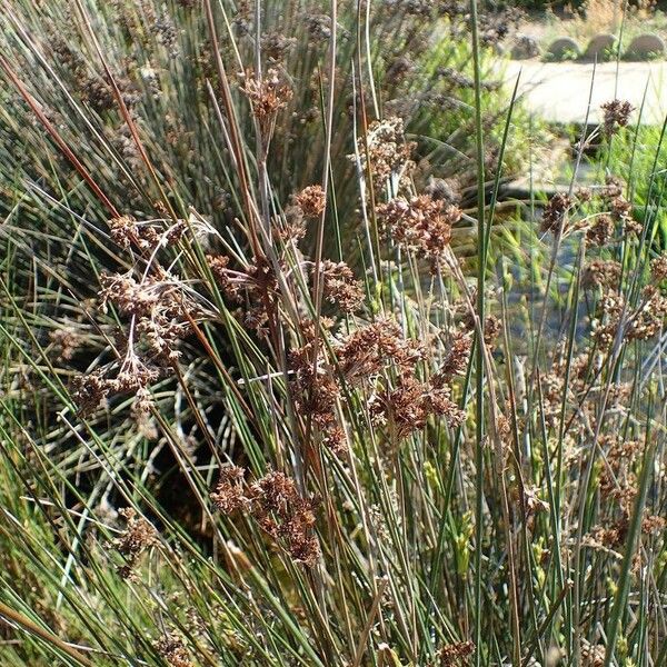 Juncus maritimus Hábitos