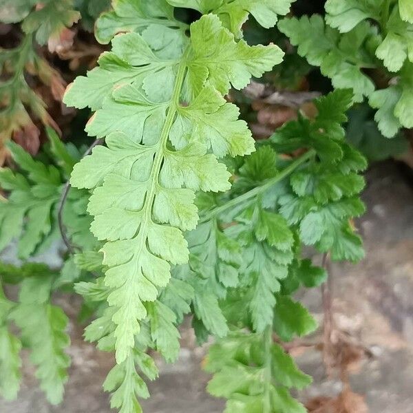 Asplenium adiantum-nigrum 葉