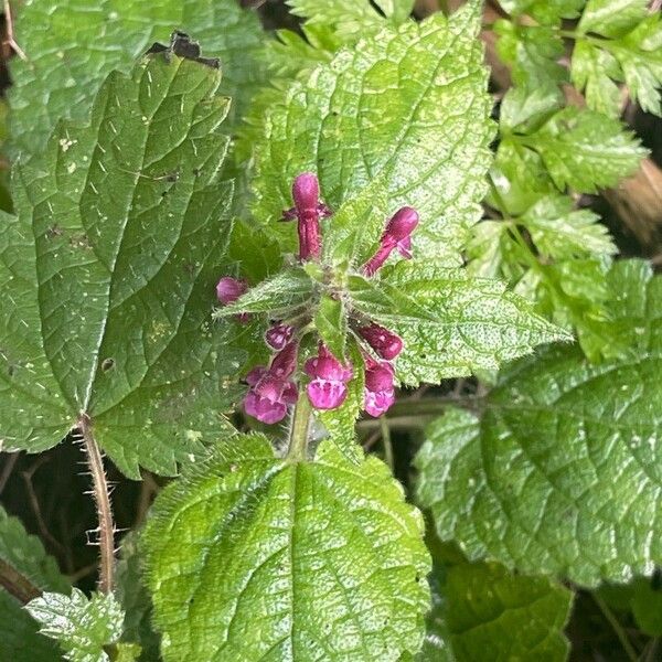 Stachys sylvatica Feuille