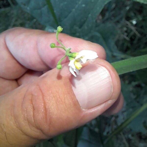 Solanum chenopodioides 花