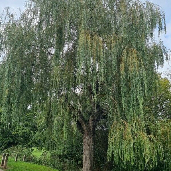 Salix babylonica Celota