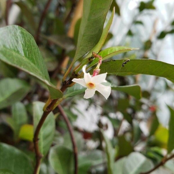 Trachelospermum asiaticum Flower